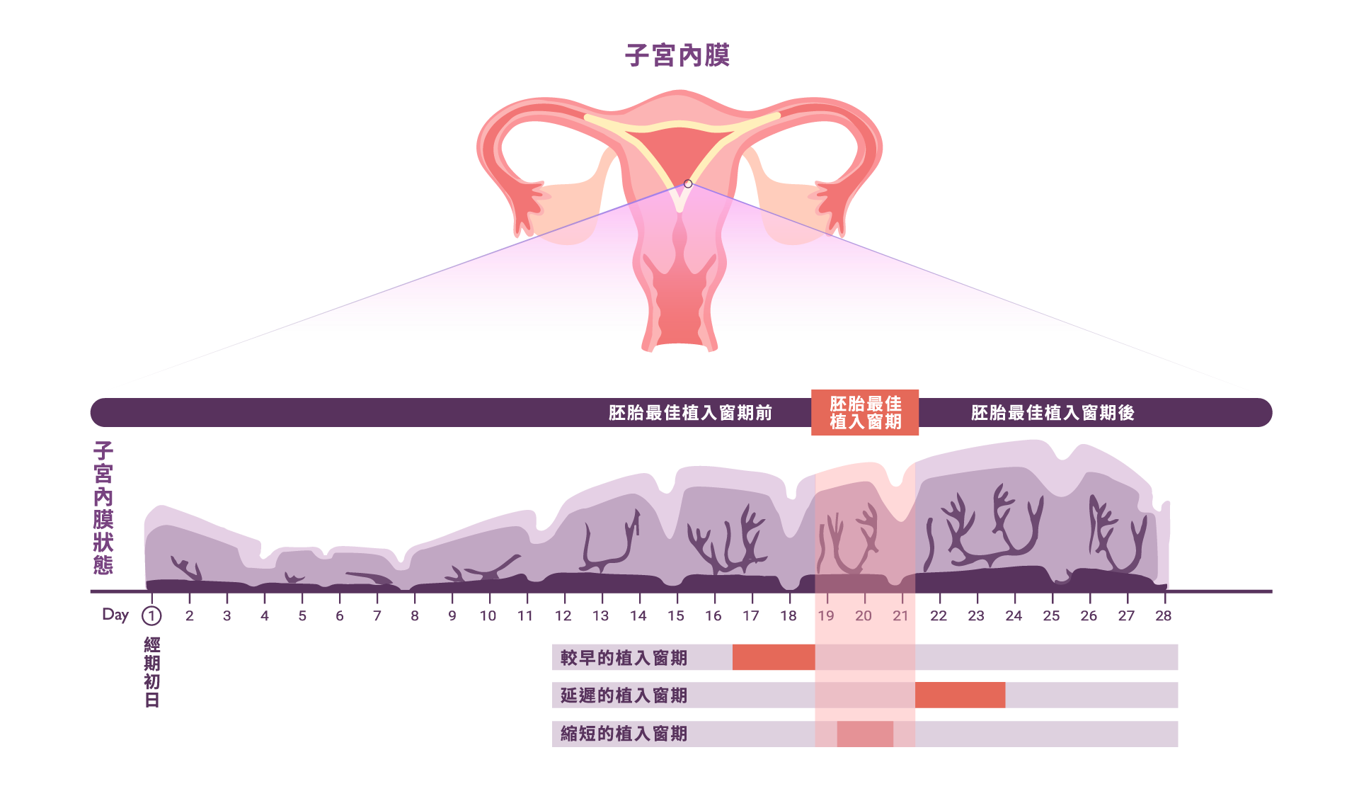 miRNA 的優勢微小核醣核酸 (microRNA) 的分子與生理特性為檢測帶來了高靈敏度、高準確率以及較低的失敗率，這使得它成為提高寶貴胚胎成功著床機率的理想選擇。血液中的 microRNA在備孕期間調控著多種生理機制，尤其在調節子宮內膜的腺體發育、細胞對氧化壓力的反應、細胞生長以及血管新生等關鍵機制中都扮演著重要的角色。透過調節這些生理機制，microRNA 可以影響子宮內膜的環境和生長過程，進而對懷孕結果產生重大影響。